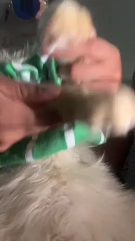 #catsoftiktok 