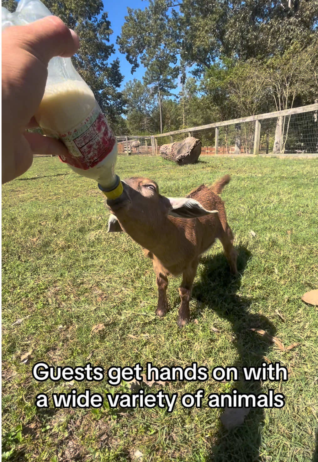 Consider this your sign #fyp #babygoats #southcarolina #exploresc 