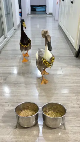 We are richest duck#duck #cute #interesting #pets #happy 