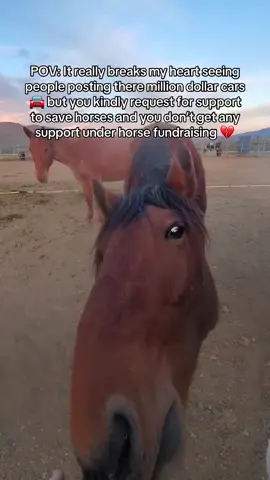 POV: It really breaks my heart seeing people posting there million dollar cars 🚘 but you kindly request for support to save horses and you don’t get any support under horse fundraising 💔#fyyyyyyyyyyyyyyyy #fyp #fypシ #page #viral #tiktok 