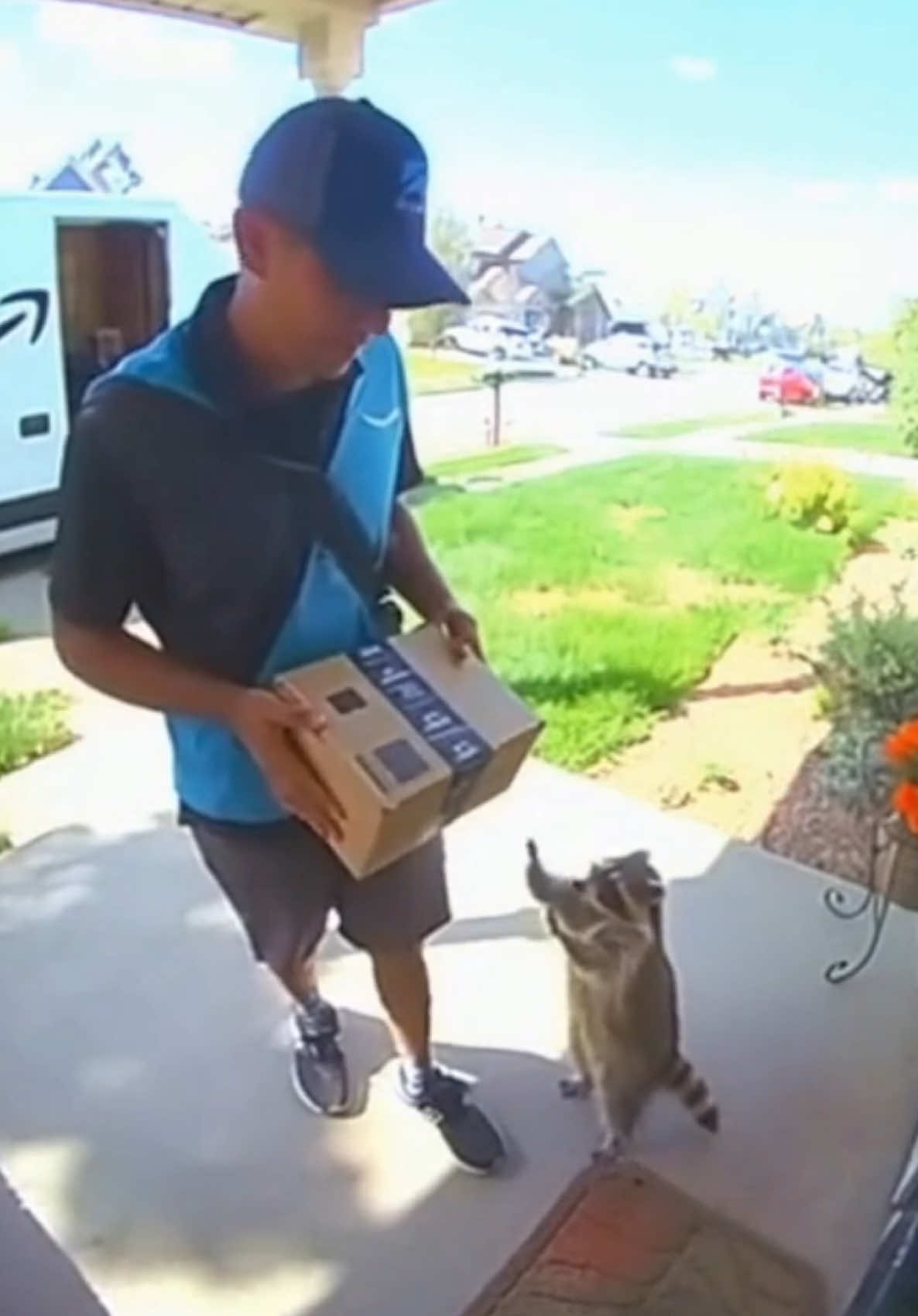 just a little guy patiently waiting for his package #amazon #racoon #viral #funnyvideos #ai 