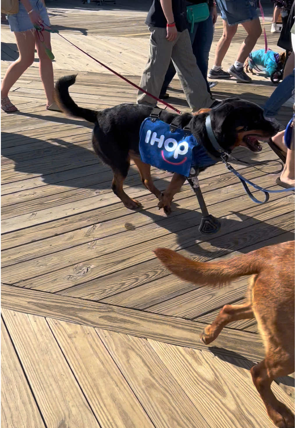 Still crying @AsburyPark #ihop #howloweiner #fyp #asburypark 