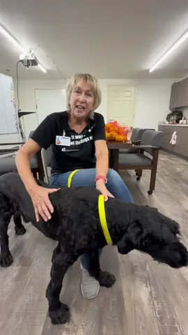 🖤 Meet Winston. A sweet, 12-year-old Giant Schnauzer with the softest eyes and the gentlest soul… who simply wants to spend the rest of his days in a home, not a kennel. Winston has advanced kidney disease and an inoperable tumor, and he’s now considered a hospice adoption. We don’t know how much time he has left—but we know every single day matters. And we believe those days should be filled with love, comfort, and peace. 🐾 NMDR will cover all of Winston’s medical care for the rest of his life. We’ve also waived his adoption fee, because our only goal is to find him a warm, loving home to rest and be cherished. A local adopter would be ideal so we can provide his care easily, but more than anything, we’re looking for someone with a heart big enough to give this gentle giant a soft place to land. If you have room in your home—and in your heart—please visit our website and apply to adopt Winston. Let’s give him the peace he’s waited a lifetime to feel. #AdoptWinston #HospiceHero #SeniorDogLove #GentleGiant #RescueLoveRepeat  