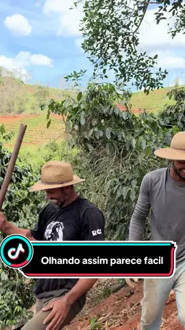 Olhando assim parece ser fácil #agricultura #roça #cultura 