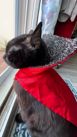 🧛 🐈‍⬛ #blackcats #halloween #halloweencostume #dracula 