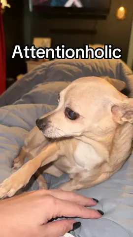 You could be asleep and she’ll scratch you for attention 🫠 #chihuhuasoftiktok #chihuahua #dog  #dogsoftiktok #perros 