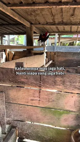 #merauke_papua #toraja 