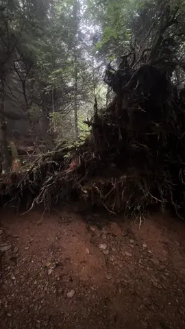 We came across a beautiful nursing tree.  I recently just learned about them, and didn’t know what they were until very recently. I just love learning about plants and nature and just find it so fascinating how it finds new ways to heal and grow.  #artofnoticing #nurseingtree #scenery #smokymountains #Hiking 
