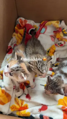 if anyone wants to donate to help the kittys my cashapp is $cassieblanko 🥺 one might need surgery 💔
