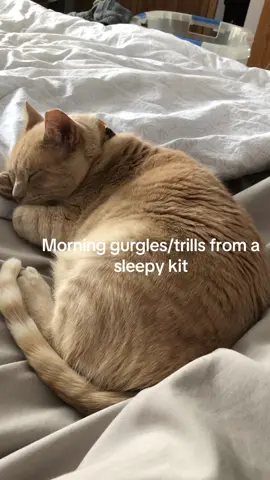 #cats #catsoftiktok #orangecat #orangecatsoftiktok #orangecatbehavior 