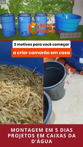 projeto para criar camarão em casa