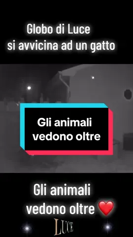 Gli animali vedono oltre ❤️🌟#aldila #spiritualtiktok #spiritual #animali #apparition 