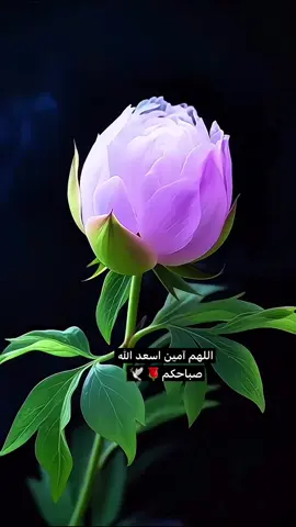 #صباح الخير والسعادة والنور والسرور اللهم إني استودعتك ديني ونفسي وروحي وأهلي ومن احببت#🌹🌹🌹🌹🌹🌹🕊️🕊️🕊️🕊️ 