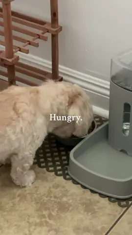 The life of my broke roommate ✨  #puppy#dogsoftiktok#fyp 