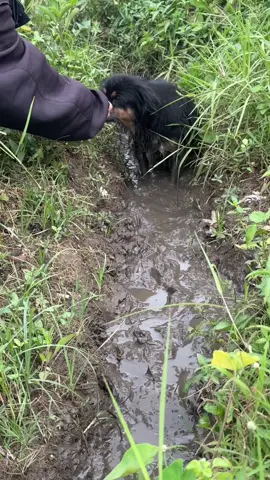 Dipertemukan bukan untuk memiliki, tapi untuk mengingat bahwa cinta sejati tak selalu harus bersama.❤️ #dogrescues #catlover #dontjudge