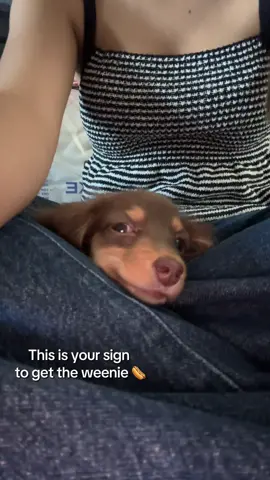 baby Molly 🥺🥺🥺#dachshund #minidoxie #puppy #dachshundsoftiktok 