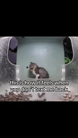 #cat #catsoftiktok #couple #girlfriend #boyfriend #ilovemygf #fyp 