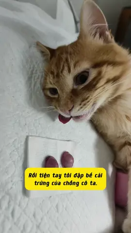 là tiện tay dữ chưa #pets #catlover #cat #mèo #thucung 