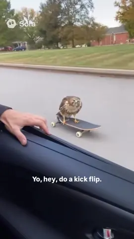 Tony Hawk does a kickflip!🤣 #Sora #AIvideo #AI #Skateboarding #doakickflip 