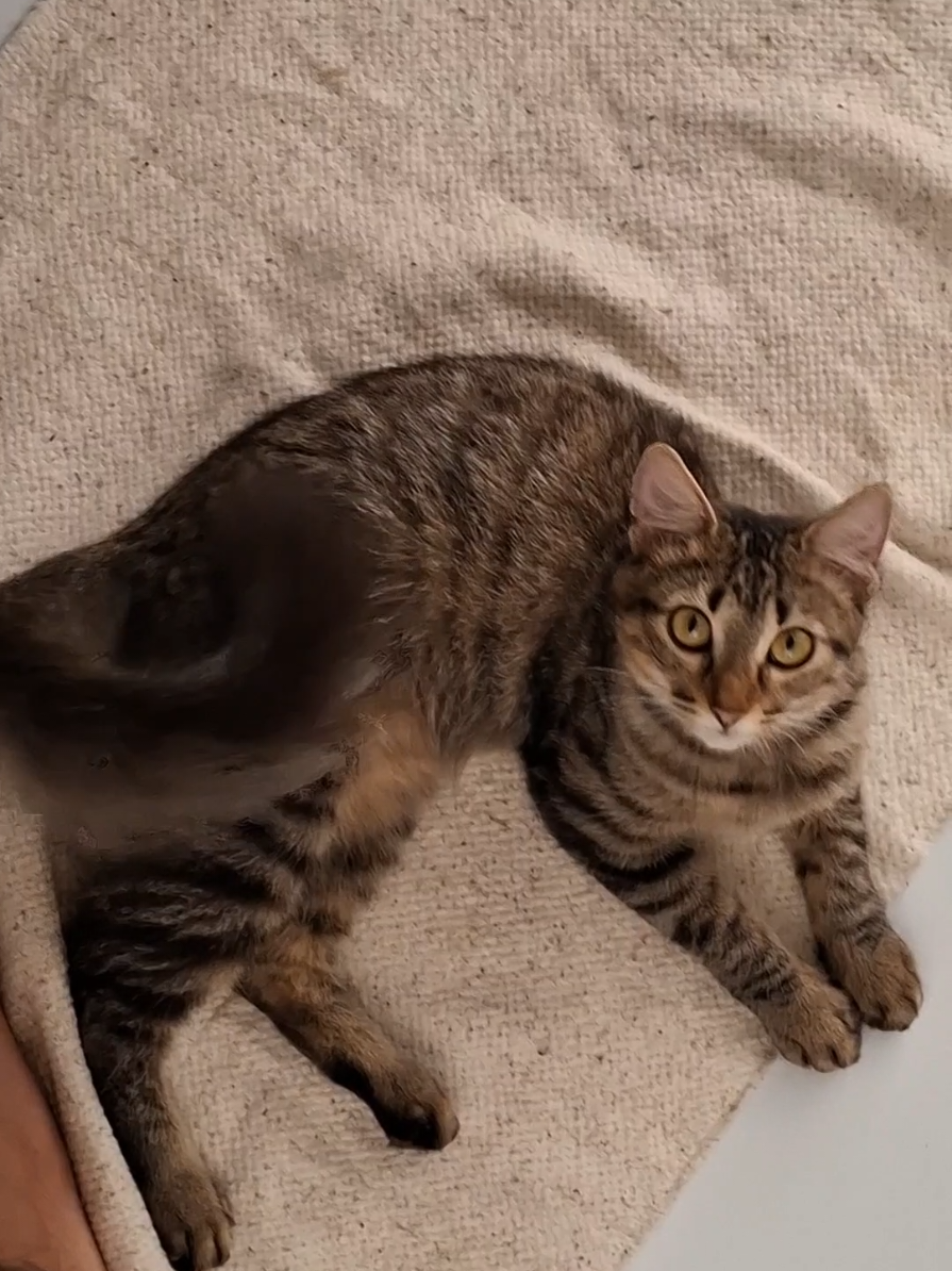 Me curei de alergia a gatos quando era criança, como? eu era teimoso e continuava me abraçando com gatos da ruaKKK #gatos #animais #saude #bichinhos #fyp 