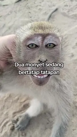 dasar monyet🤣🤣
