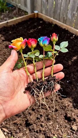 The roses blooming like waterfalls are so charming 🥰The discount continues 💪🏻#roseseeds #roseplant #climbingroses #growwithme #seedstarting