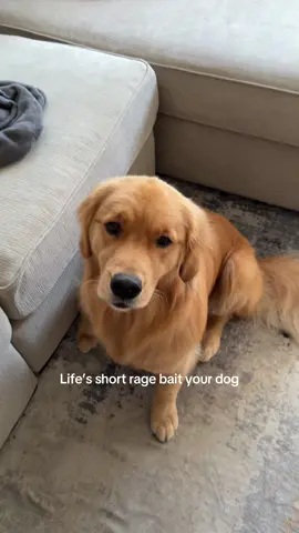 It’s hard to rage bait a golden lol #goldenretrieversoftiktok #doginfluencer #viral #puppiesoftiktok #dogsoftiktokviral #pets #goldenretrieverpuppy #goldenretrievers #fyp #dogs #PetsOfTikTok #dogsoftiktok #goldenretriever #goldenretriever #dogcommunity #goldenretrieverlife #trending #funny 