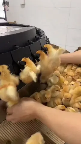 vaksin ayam