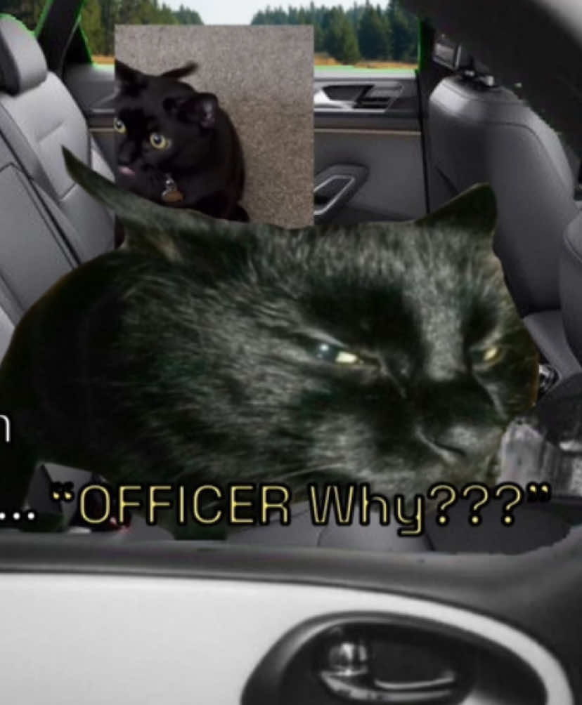 #blackcats “Umm I don’t know..🤷 “ #blackcatedit #funnycat #Anipawm #fyp 