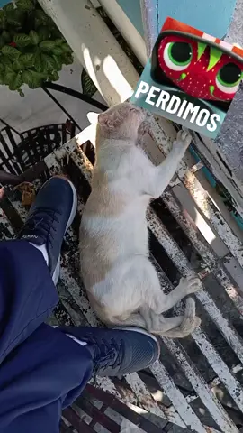 este amiguito no se de quien sea pero siempre está a medio paso su sueño puede más que yooo🥰🥰🥰🤭🤭