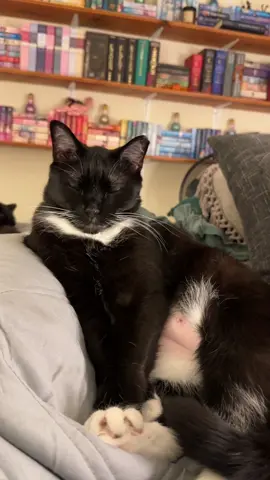 He’s so done with me #catsoftiktok #tuxedocat #chonk 