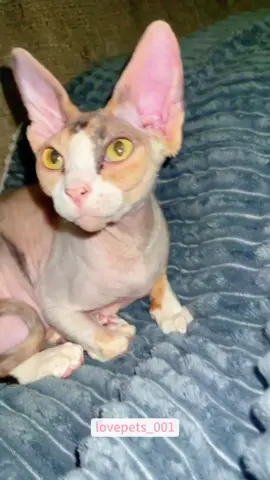 My cat became a mother for the first time.#cat #cats #catsoftiktok #catlover #funny #foryou #funnyvideos #viral #fypシ #funnytiktok #usa🇺🇸 