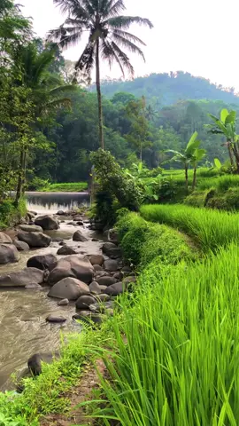 Sampurasun,jalan jalan hela baraya#reels__tiktok #kampungkuring #lemburkuring #suasanapesawahan #pemandanganalam #sungai#tasikmalaya_jawabarat #fyp #fyp 