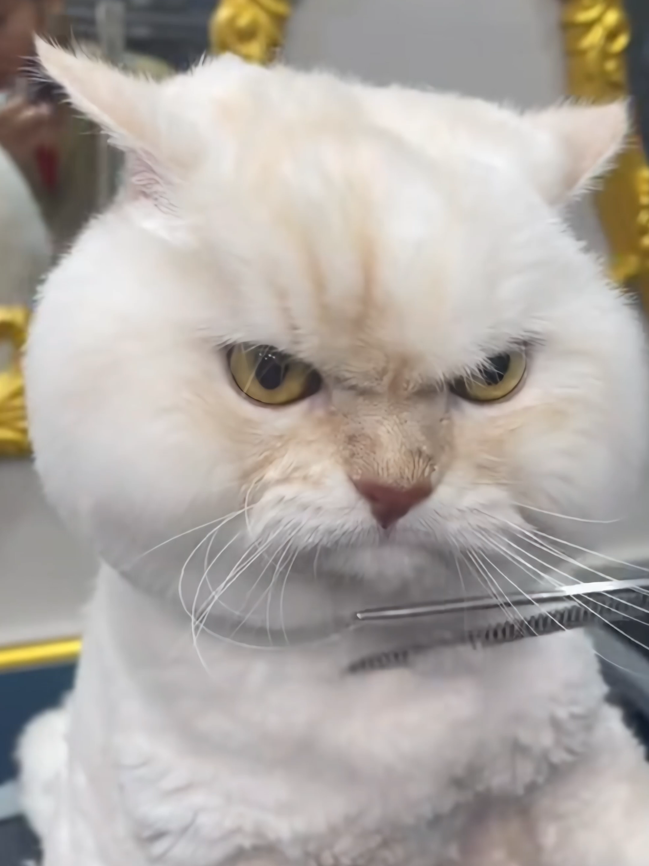 Try Not To Laugh – 10 Minutes of Funny Pets 2025 🤣 #funnydogs #funnycats #funnyanimals #dogsoftiktok #catsoftiktok #fyp #viral