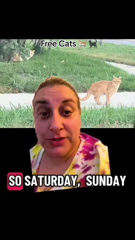 Free cats anyone? It would be awesome if they had someone that actually cared about them. #free #cats #grandrapidsmichigan #greenscreen 