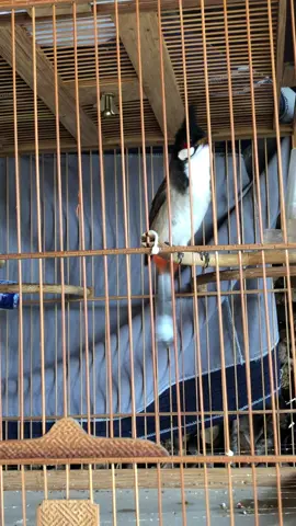 Căng đét 😍#chaomao