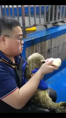 #seal #puppy #sealife #fpyシ #zoo