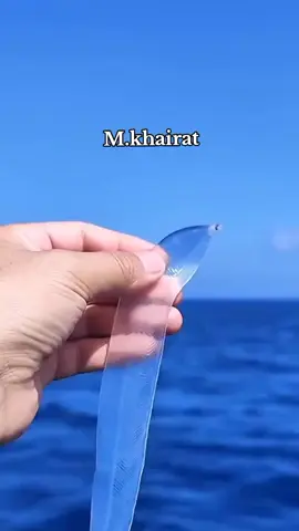 🤔👈.. سبحـان اللـه ..👉🤔    #mohamed_khairat  سمكة الزجاج 🐟 — أو كما تُعرف بالإنجليزية Glassfish أو Glass Catfish — هي من أجمل وأغرب الأسماك في العالم بسبب جسمها الشفاف الذي يمكنك من رؤية عظامها وأعضائها الداخلية بوضوح! إليك معلومات شاملة عنها 👇 🧬 الاسم العلمي : Kryptopterus vitreolus (للنوع الأكثر شهرة: الزجاجية الشبحية أو Ghost Glass Catfish) تنتمي إلى عائلة Siluridae، أي نفس عائلة سمك القرموط (السلور). 🌍 موطنها : تعيش في أنهار تايلاند وماليزيا وإندونيسيا. تفضّل المياه الهادئة أو الجارية ببطء في المناطق الاستوائية. 💧 البيئة : أسماك مياه عذبة. تحب العيش في مجموعات -  . (أسماك اجتماعية جداً). تُربّى كثيرًا في أحواض الزينة لأنها تضيف مظهرًا غريبًا وجميلًا للحوض. 🔍 الشفافية : شفافية جسمها ليست فقط للزينة 😄 بل هي وسيلة تمويه تحميها من الأعداء؛ لأنها تكاد تكون غير مرئية في الماء. الشفافية ناتجة عن غياب الأصباغ في الجلد ووجود أنسجة شبه زجاجية تسمح بمرور الضوء. 🍽️ غذاؤها : تتغذى على الديدان الصغيرة، ويرقات الحشرات، والطحالب الدقيقة. في الأحواض يمكن إطعامها أطعمة مجففة أو مجمدة خفيفة. 📏 الحجم : طولها عادة من 6 إلى 10 سنتيمترات فقط .. جسمها نحيف جدًا ومفلطح من الجانبين. ❤️ سلوكها : هادئة ومسالمة، ولا تهاجم الأسماك الأخرى. تسبح في مجموعات منسقة بشكل جميل جدًا، وغالبًا في منتصف الحوض. 🧠 معلومة طريفة : جسم السمكة يبدو شفافًا تمامًا ما عدا عيونها . إذا تعرضت للضوء القوي أو التوتر، قد تفقد بعض شفافيتها مؤقتًا ..