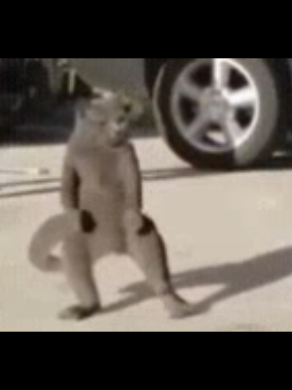 #animaldance #пацантрэ #пацанскиймув 
