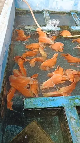 กินอาหารโปรดกันค่ะ🐟💦🦐#พ่อแม่พันธุ์ปลาของเรา #ปลาออสการ์ 