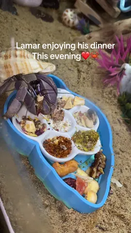 Lamar is such a happy, interactive Hermit Crab! I love him so much!  #hermitcrab #crab #fyp 