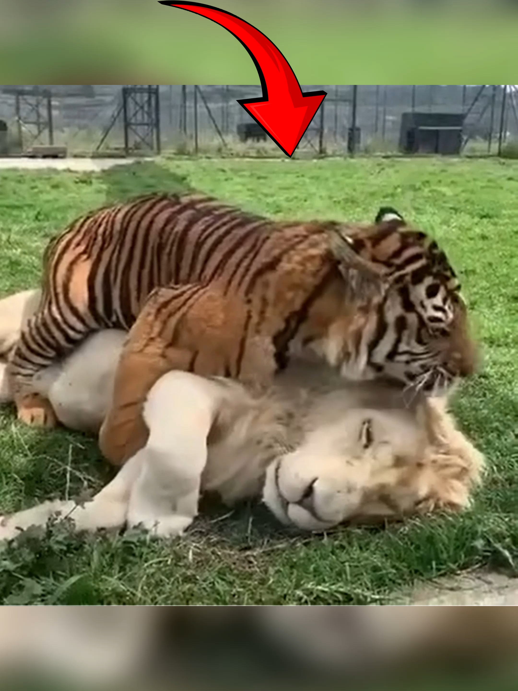 What Happens When A Male Tiger Bred With A Female Lion? 🦁🐯 Have you ever heard of a Tigon? Most people know about the Liger — the hybrid of a male lion and a female tiger. But if it’s the other way around — a male tiger and a female lion — the result is a Tigon! Tigons have a unique look — tiger-like stripes and sometimes a small lion’s mane. Unlike ligers that grow massive, tigons are smaller and much rarer. They can only be born in captivity and can’t survive in the wild. Amazing, right? Which one do you think is cooler — Liger or Tigon? 🦁🐯 Tell us in the comments! Follow Our Social Media: TT: @el_nino_tv IG: el_nin0_tv FB: El Nino TV YT: EL NINO TV #tiger #lion #tigon #liger #hybrid #bigcat #animal #animals #AnimalFacts #viral #viralvideo #viraltiktok #trending #fyp #fypシ゚