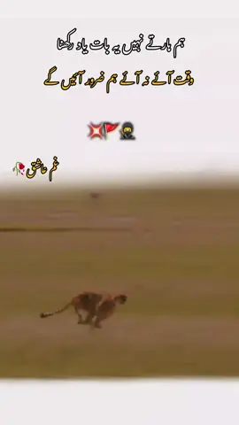 part 18 repost please 🥺  #fypfypfyp #shikarvideo #lionvideo #atitudevideo #viral?videotiktok😇😇🥺🥷🚩🥀🥀😒🚩😒😒🦋👻 