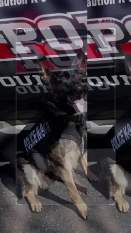 Check out these amazing K9s who just received their protective vests! 🦺 These brave pups work hard to keep our communities safe, and it's our job to keep them safe too. By visiting our website, you can learn how to help protect more K9 heroes like these! Let's make sure they have the gear they need to do their jobs safely. Every contribution counts, and together we can make a difference for these incredible animals. Join us in the mission to ensure all K9s can serve and protect with confidence! 💪🐾 #ProtectOurK9s #K9Heroes #VestedInterestinK9s