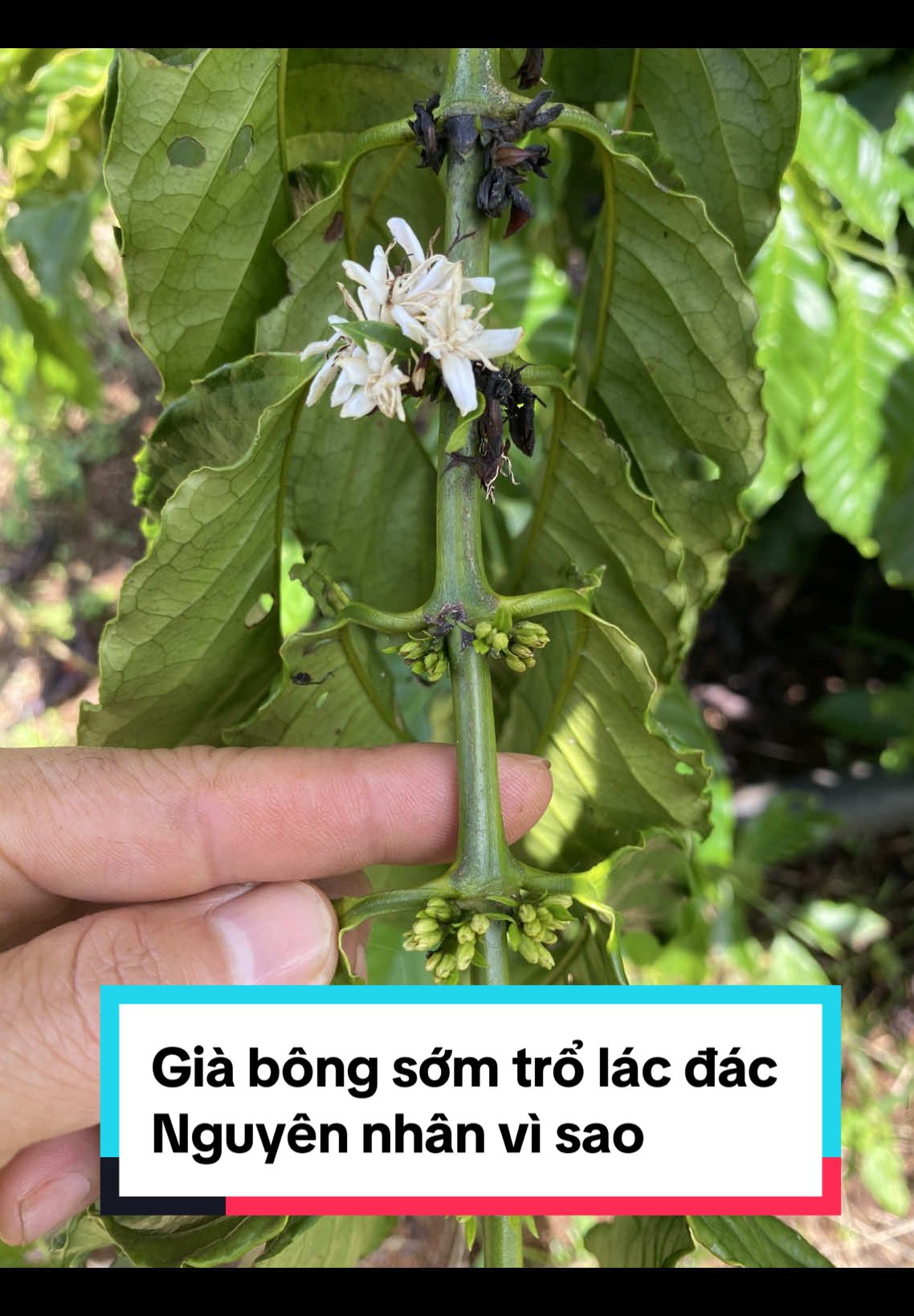 🌳Nguyên nhân hoa cà phê sưng hoa sớm trổ hoa lác đác. #nongnghiep #caphe #kythuatchamsoccaphe 