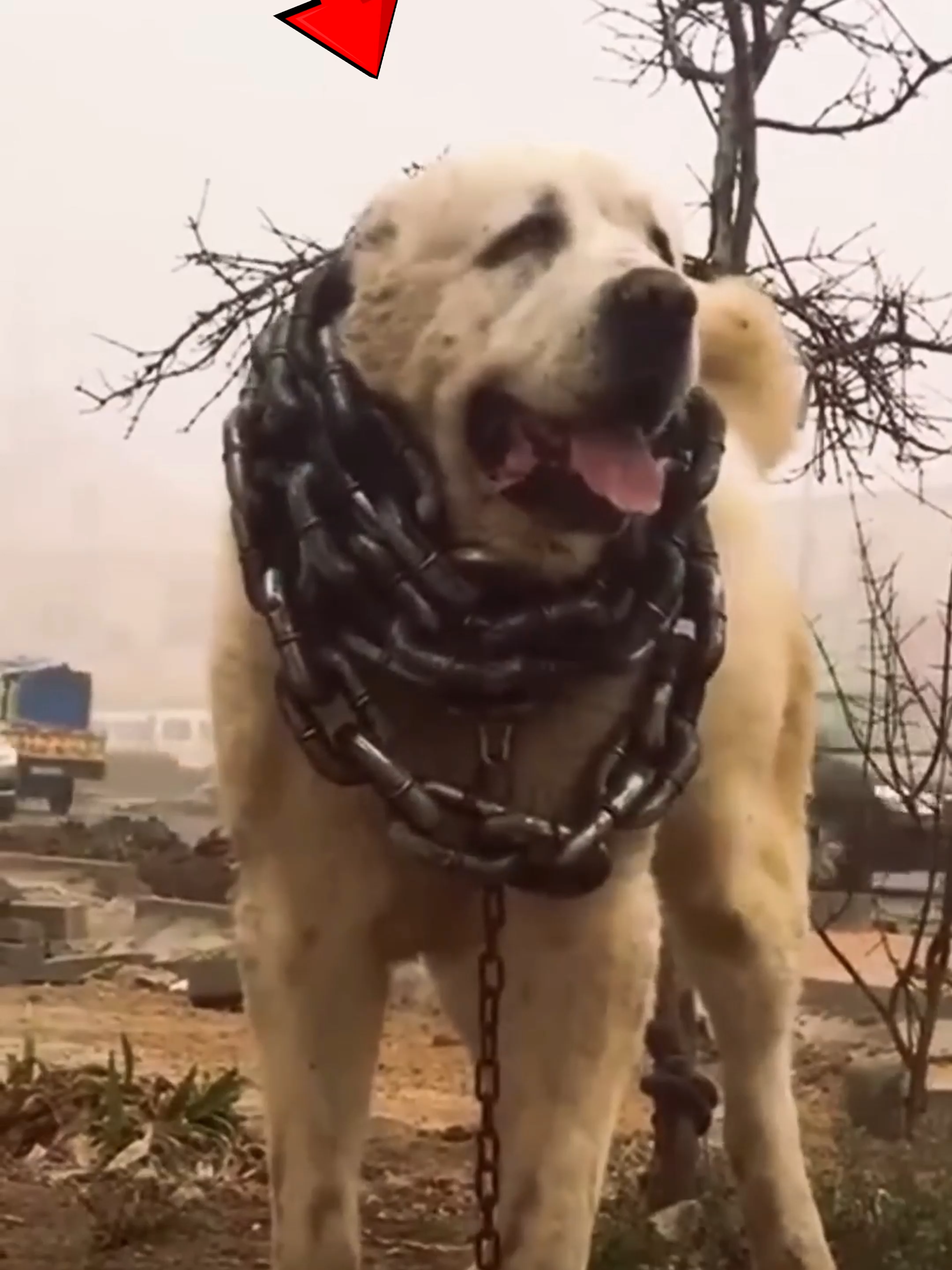 Have you ever seen a golden statue made for a dog? 🐕✨ In Turkmenistan, the Alabai, also known as the Central Asian Shepherd Dog, is more than just a pet — it’s a national treasure! This massive gold-covered monument in the capital city, Ashgabat, honors the Alabai’s strength, loyalty, and courage. The statue even has a LED screen showing real videos of these giant guardian dogs in action! A true symbol of pride for the people of Turkmenistan Follow Our Social Media: IG: @el_nino_tv TT: el_nino_tv FB: El Nino TV YT: EL NINO TV #dog #alabai #big #asia #turkmenistan #turkmenistan🇹🇲 #turkmenistan🇹🇲tiktok #guard #animal #animals #AnimalFacts #viral #viralvideo #viraltiktok #trending #fypシ゚ #fyp