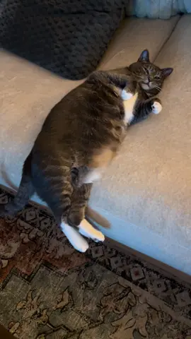 just two boys hanging out on the couch #likefatherlikeson #fatcat @robertiveyatx 