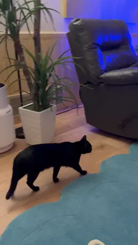 #catsoftiktok 