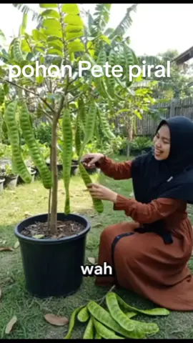 pohon Pete piral masih kecil buahnya SDH banyak #promomakan1010  #MRamin 