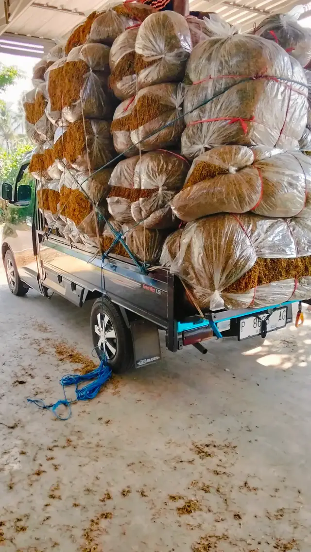 #rejekitakpernahtertukar  #yppppppppppppppppppppppp  #teamtebaccobondowoso2025 